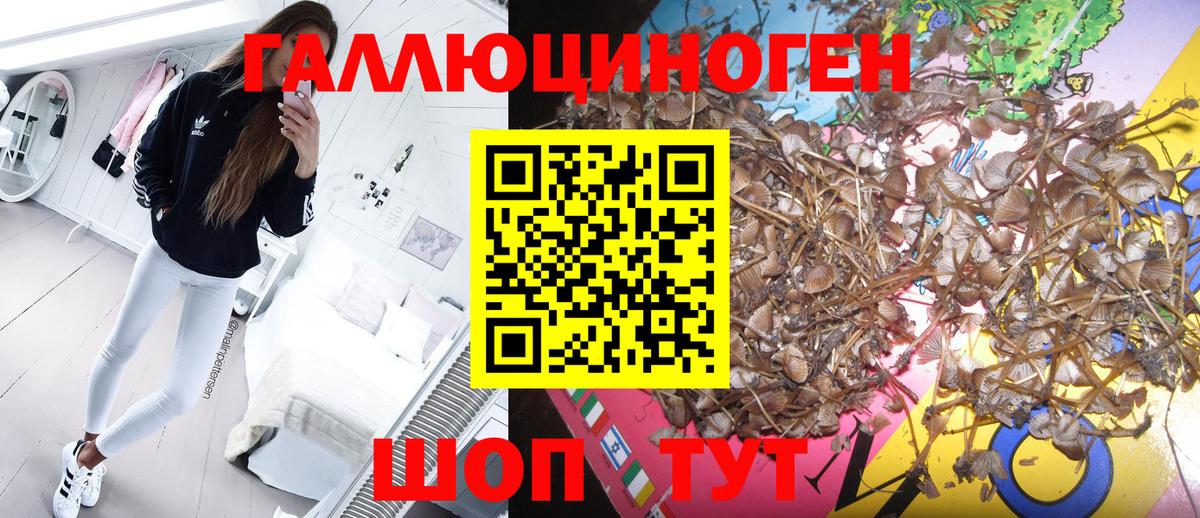 Псилоцибиновые грибы Psilocybe Волхов